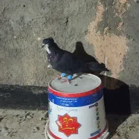 ۴عدد کبوتر