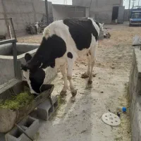گاو گوساله نوبر شیری جنس خالص ۱۱۵ ملیون