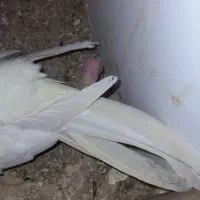 عروس هلندی|پرنده|شوشتر, |دیوار
