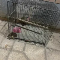 قفس پرنده|لوازم جانبی حیوانات|پرند, فاز ۳|دیوار