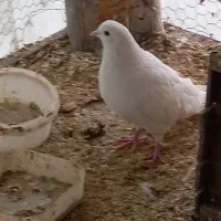 کبوتر پرشی|پرنده|مهریز, |دیوار