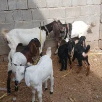 دوتا بز زاییده با بیگ