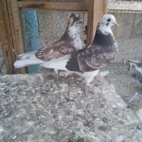 یک جفت جوجه