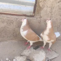 یک جفت ساده زرد فروشی