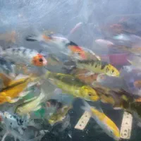 کوی و گیاه|ماهی|مشهد, سعد آباد|دیوار