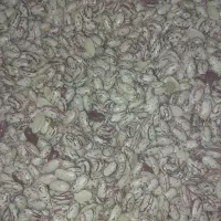 لوبیا چیتی