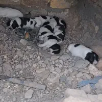 توله شیتزو