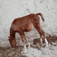 اسب|اسب و تجهیزات اسب‌سواری|نختالو, |دیوار