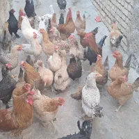 مرغ محلی|حیوانات مزرعه|بهبهان, |دیوار