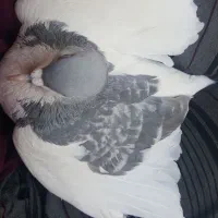 کفتر چپ|پرنده|مشهد, سجادیه|دیوار