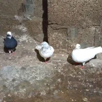 کبوتر یاکفتر|پرنده|رشت, منظریه|دیوار