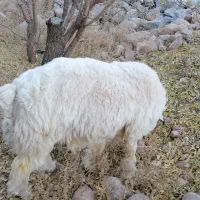 فروش بره وچپش سانن طزرجان|حیوانات مزرعه|تفت, |دیوار