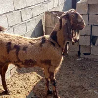 حیوان|حیوانات مزرعه|هیرمند, |دیوار