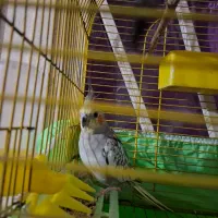 عروس گل باقالی سالم وبه شرط