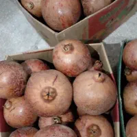 انارلیلی|خوردنی و آشامیدنی|سبزوار, غرب نیروگاه|دیوار