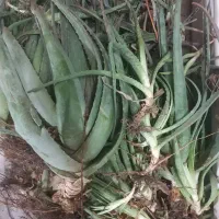 بوته آلوئورا