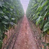 فروش گلخونه روستای قهریزجان