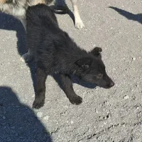 گمشده  سگ ژرمن سیاه ۵ ماهه