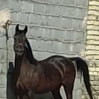 مادیون کرد با شناسنامه تاییده شش سال