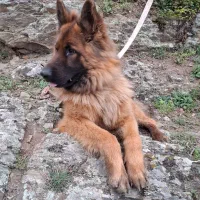 ژرمن شیب دار  اصیل