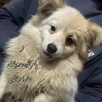 پامر روباهی/ معاوضه میکنم