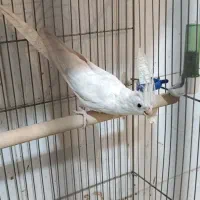 عروس هلندی ماده آلبینو مست و آماده نیمه رام طوطی