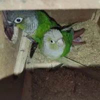 جفت طوطی گرینچیک گرینچیک گرین چک گیرینچک