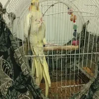 طوطی عروس کاملا سالم