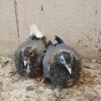 دمگیر جوجه خرقه|پرنده|اصفهان, جویباره|دیوار