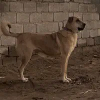 سگ پژدر ماده