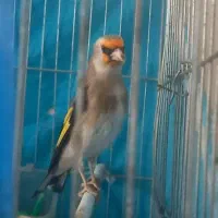 فروش یه دونه سهره  نر  جوون عتیقه