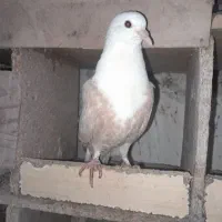 کبوتر کربلایی با ساده