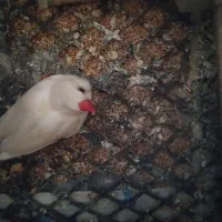 سلام یک جفت فنچ|پرنده|سراوان, |دیوار