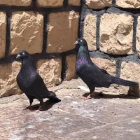 چند عدد کله ی