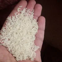 برنج طارم هاشمی