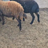 گوسفند هترو|حیوانات مزرعه|باغ حلی, |دیوار