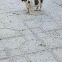 سگ پاکوتاه