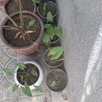 بابا ادم|گل و گیاه طبیعی|شیراز, بالا کفت|دیوار