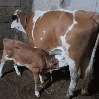 گوساله ماده|حیوانات مزرعه|میاندوآب, |دیوار