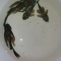 لجنخوار پوزه بوته ای|ماهی|تهران, نازی‌آباد|دیوار