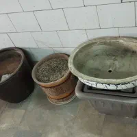 گل شفلرا و گلدان های سفالی و باکس چای|گل و گیاه طبیعی|قزوین, |دیوار