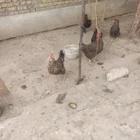 مرغ و خروس|حیوانات مزرعه|اهواز, شهرک رزمندگان|دیوار