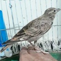 سهره خاکی دهن هزار