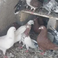 کفتر یجایی رنگ و پرش