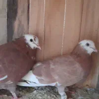 کبوتر|پرنده|قم, نوبهار|دیوار