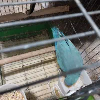 راهب|پرنده|رشت, جانبازان|دیوار