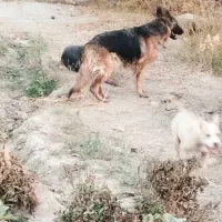 سگ ژرمن ماده