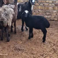 سه راس میش با بره