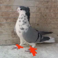 کفتر دمگیر گلین|پرنده|اصفهان, دستگرده|دیوار