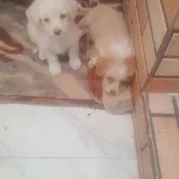 سگ پودل و ترییر|سگ|باغستان, |دیوار